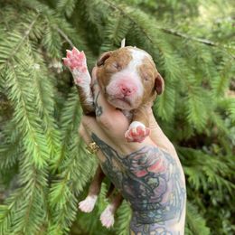 Arya - Red  female Goldendoodle puppy in Roseburg, Oregon from Dbos Furry Friends