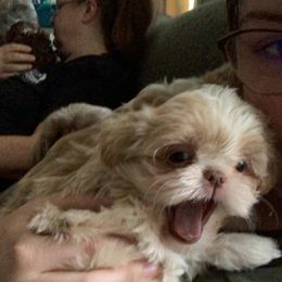 Shih Tzu Puppies from Sugar Paws Heavenly Shih Tzu’s