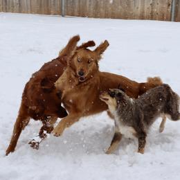 Golden Retriever and Miniature Australian Shepherd All Grown Up from Raised Right Pups