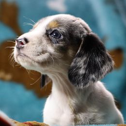 Dachshund All Grown Up from Gryphon Lane Dachshunds