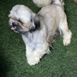 Ginger - Shih Tzu
