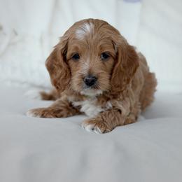 Dean - Apricot male Goldendoodle puppy in Columbia, South Carolina from Glittering Grace Goldendoodles