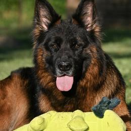 Bee - German Shepherd