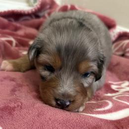 Cinderella - Blue merle female Australian Shepherd puppy in East Hartford, Connecticut from CT Aussies