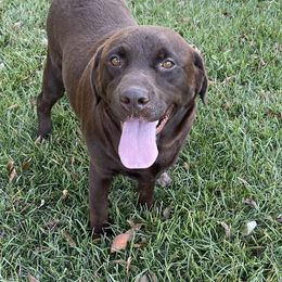 Ava - Labrador Retriever