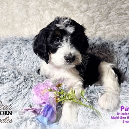 Bernedoodle Puppies from A Star is Born Doodles