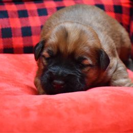 Drago - Wheaten male Soft Coated Wheaten Terrier puppy in Kirksville, Missouri from BellSharps Australian Shepherds