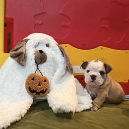 Jade - Fawn and white female Bulldog puppy in Harrisburg, Pennsylvania from KnockDown Bulldogs