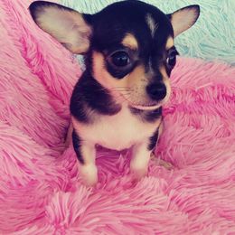 Chihuahua Puppies from Kim's Chi babies from Place of Grace