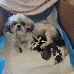 Ellabella - Shih Tzu