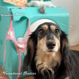 Bubblez - Dachshund