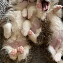 Cardigan Welsh Corgi and Pembroke Welsh Corgi Puppies from Rockin’ DA Corgis