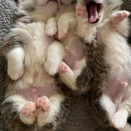 Cardigan Welsh Corgi and Pembroke Welsh Corgi Puppies from Rockin’ DA Corgis