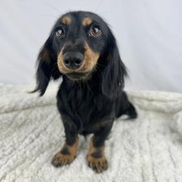 Zewy - Dachshund