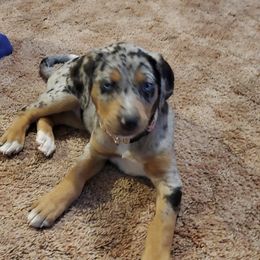 Catahoula Leopard Dog Puppies from ZM Catahoulas