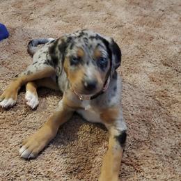 Catahoula Leopard Dog Puppies from ZM Catahoulas