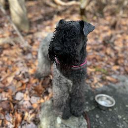 Kerry Blue Terriers from Black Sails