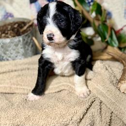 Winston - Black Tri - Tri-color male Bernedoodle puppy in Lookout, California from Remington Kennels, LLC
