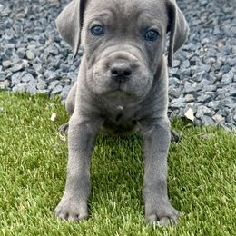 Cosmo - Gray female Cane Corso puppy in Florence, Texas from Wilco Cane Corso