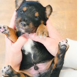 Aussiedoodle and Australian Shepherd Puppies from Western Doodles Utah