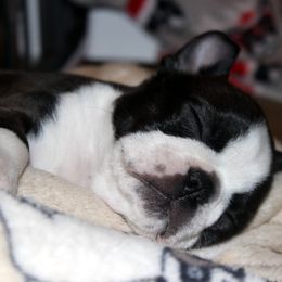 Boston Terrier and Italian Greyhound Puppies from 4Ever Boston Terriers & Italian Greyhounds