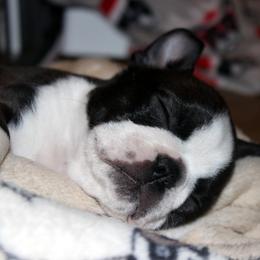 Boston Terrier and Italian Greyhound Puppies from 4Ever Boston Terriers & Italian Greyhounds
