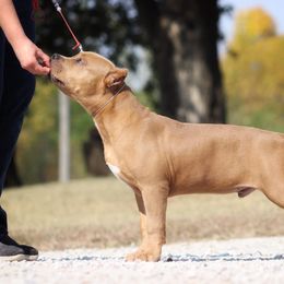 American Bully Puppies from Wulfsbane American Bullies