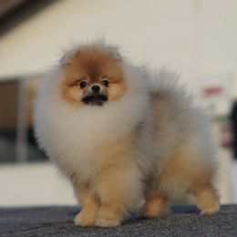 Cheeseburger - Pomeranian