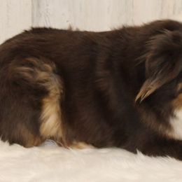 Ella Bear - Miniature Australian Shepherd
