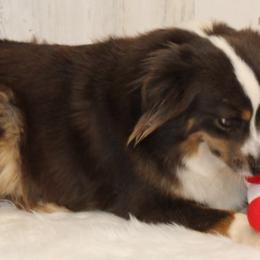 Ella Bear - Miniature Australian Shepherd