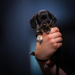Green Collar (Girl 3) - Piebald female Dachshund puppy in Amesbury, Massachusetts from Fox Hill Farm & K9