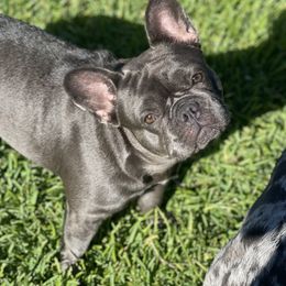 Gracie - French Bulldog