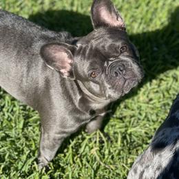 Gracie - French Bulldog