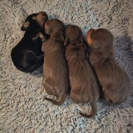 Black and tan male - Black and tan male Dachshund puppy in Belle Rive, Illinois from Akin's Miniature Dachshunds, LLC