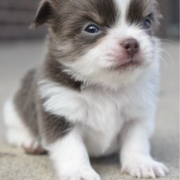 Mouse - Chocolate male Chihuahua puppy in Westminster, Colorado from VanityPom’s
