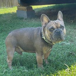 Lani - French Bulldog