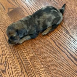 Roger - Fawn (isabella) and cream male Dachshund puppy in Lincolnwood, Illinois from Gulfishan Kennels