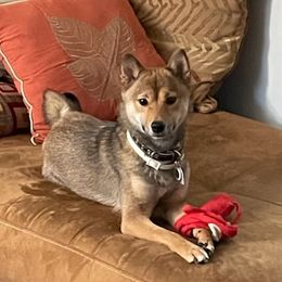 Shiba Inu from Jakysan Puppies