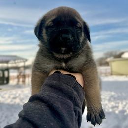 Peach - Fawn female Mastiff puppy in Wewoka, Oklahoma from P Diamond Mastiffs