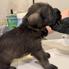 Standard Schnauzer Puppies from Dragos Kennel
