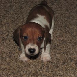 Male - Piebald male Dachshund puppy in Harvard, Illinois from Lori's Cavalier King Charles Spaniels & Dachshunds