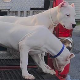 Girl 3 - White female Dogo Argentino puppy in Morgan Hill, Pennsylvania from De la Fuerza De Dios