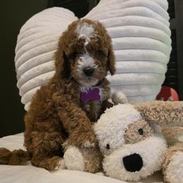 Star - Red female Bernedoodle puppy in Bristol, Tennessee from 4goldendoodles