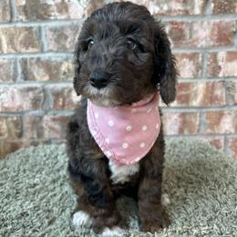Sky - Blue merle female Aussiedoodle puppy in Eastland, Texas from H5 Mini Doodles
