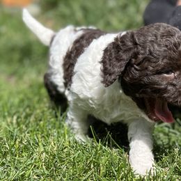 Blossom - Lagotto Romagnolo puppy in Anchorage, Alaska from Joyful Heart