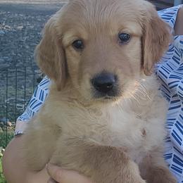 Golden Retriever Puppies from Lilac Acres