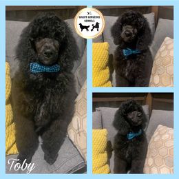 Toby - Teal - Blue Poodle puppy in Calera, Alabama from Gold’N Gorgeous Kennels