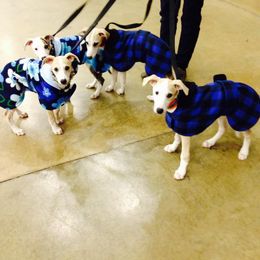 Whippet Puppies from Laurel-Highmoor Whippets