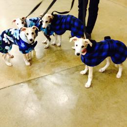Whippet Puppies from Laurel-Highmoor Whippets