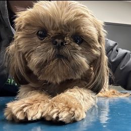 Companion Crosses and Shih Tzus from Hill’s Puppies